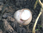 Weinbergschnecke verdeckelt