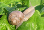 Weinbergschnecke auf Blatt